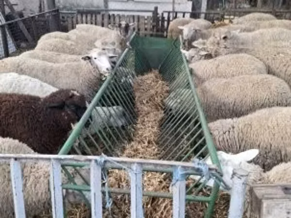 Schaf, Ile-de-France sheep