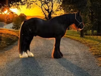 حصان, Gypsy horse — الصورة 5