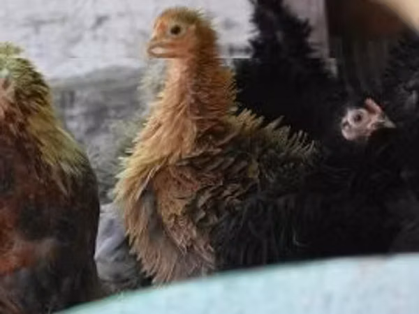 Pekin-Zwerg