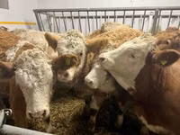 بقرة, Simmental cattle — الصورة 4