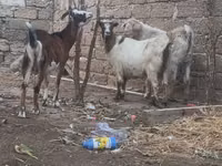 Billy Goat, Goats — photo 2