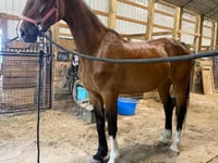 Stute, Dutch warmblood horse — Foto 8