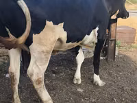गाय, Russian Black pied cattle — फ़ोटो 2