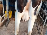 गाय, गोलस्टीन नस्ल — फ़ोटो 1