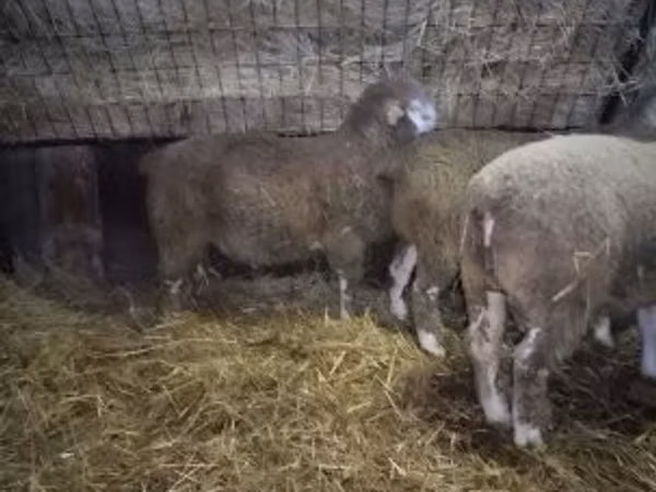 公羊, Ile-de-France sheep