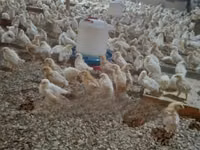 Poultry Feed for 1-4 Weeks Old Chicks — الصورة 3