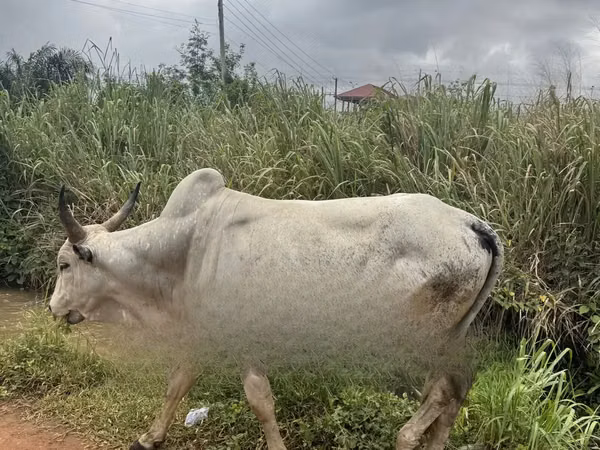Cow, Cattle