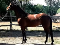 Caballo, Caballos — foto 4