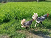 Sebright — Foto 4