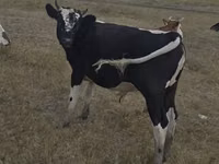 Vaca, Vaca roja sin cuernos — foto 4