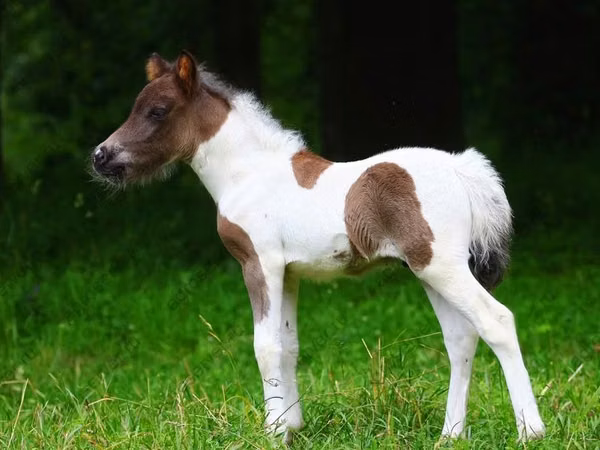马匹（批次，未指定性别）, Shetland Pony