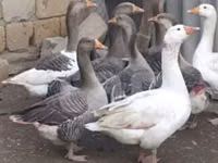 Geese — 照片 2