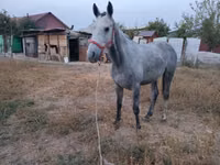 حصان, Thoroughbred horse — الصورة 4