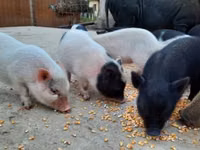 Schweine (Partie, Geschlecht nicht angegeben) — Foto 1