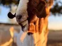 Ziege, Boer goat — Foto 3