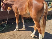 Caballo, Russian Heavy Draft — foto 1