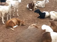 Ram, Sheep — photo 2