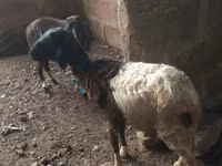 Sheep (batch, sex not specified), Sheep — photo 2