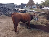 गाय, हेरफोर्ड — फ़ोटो 3