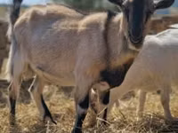 تيس, الماعز — الصورة 1