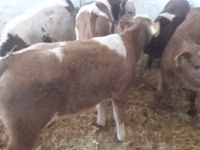 公牛, Limousin cow — 照片 6