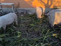Säue, Schweine — Foto 2
