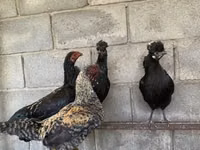 Shamo chickens — photo 1