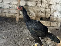 Chickens — फ़ोटो 3