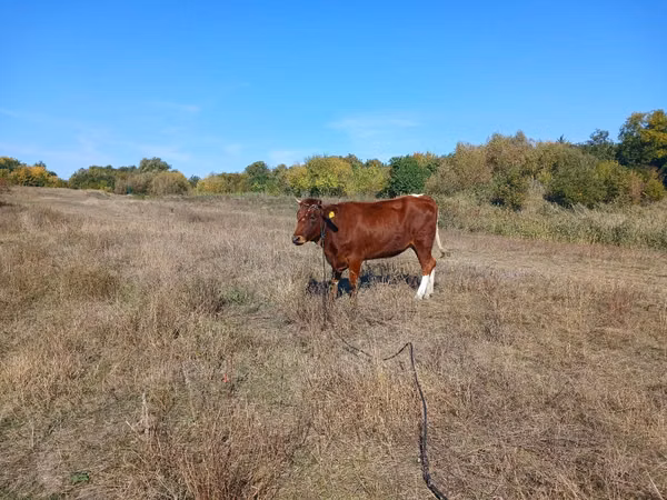 Kuh, Simmental cattle