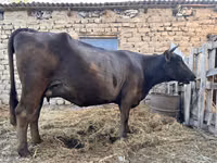 गाय, Swiss cattle — फ़ोटो 5