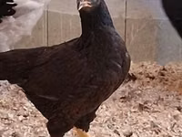Chickens — Foto 8