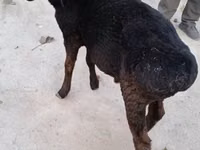 Ram, Sheep — photo 1