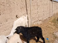Billy Goat, Goats — photo 5