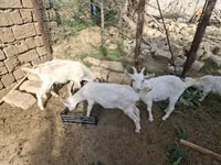 ماعز (دفعة، الجنس غير محدد), Saanen goat — الصورة 2