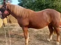 Horse (M), Horses — photo 2