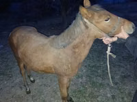 Yegua, Caballos — foto 3