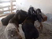मेढ़ा, भेड़ — फ़ोटो 2