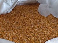 Продам кукурузу — photo 2