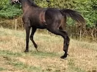 حصان, Thoroughbred horse — الصورة 1