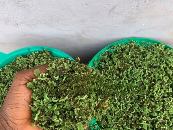 Azzola Plant Seed