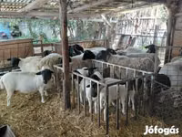 Ram, Dorper sheep — photo 3