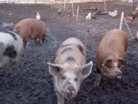 Schweine (Partie, Geschlecht nicht angegeben), Schweine — Foto 3