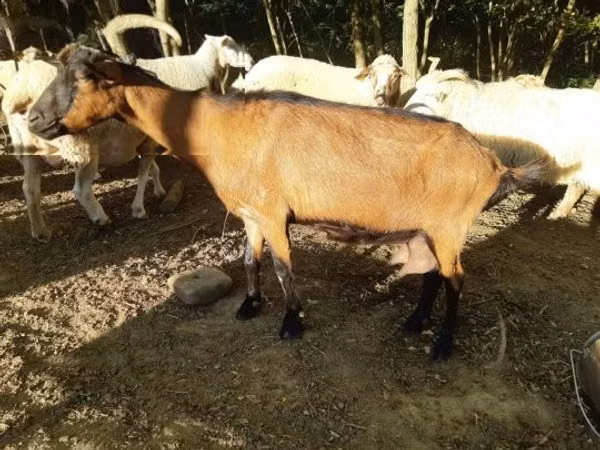Goat, Goats