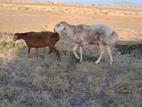 मेढ़ा, भेड़ — फ़ोटो 3