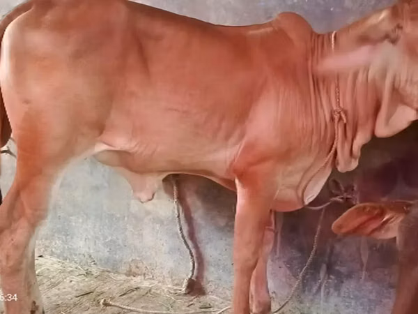 Cow, Brahman