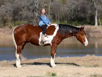 Horse (M), National Show Horse — photo 1