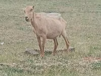 Billy Goat, Alpine goat — photo 2