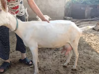 बकरी, Saanen goat — फ़ोटो 2
