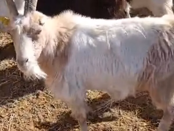 Cabra, Cabras