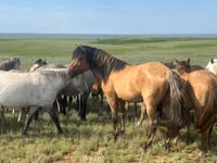 घोड़ा, Mugalzhar horse — फ़ोटो 4